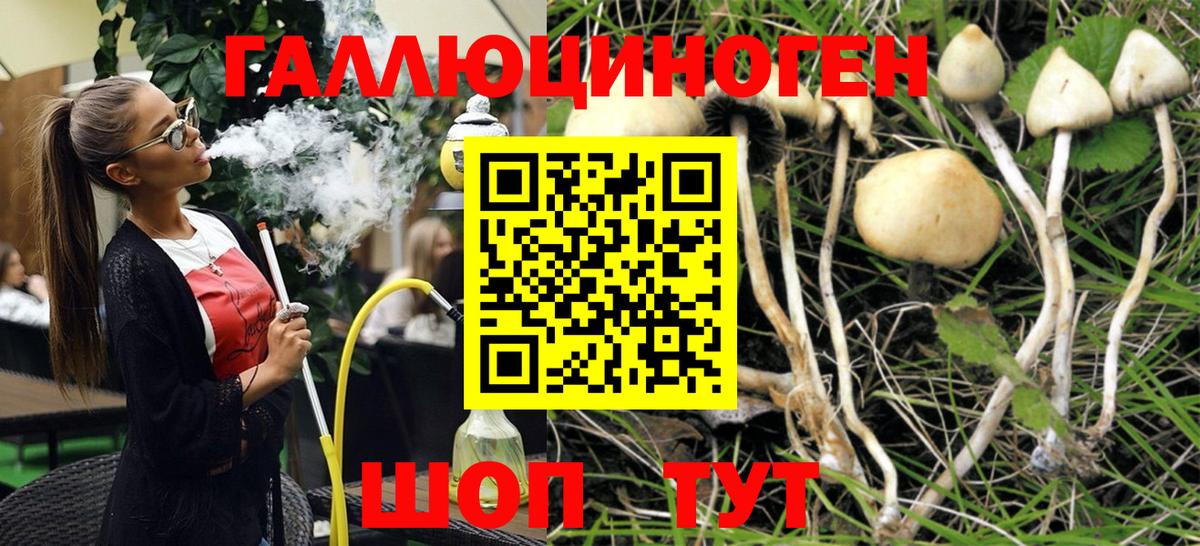 Мичуринск  Галлюциногенные грибы Psilocybine cubensis  Вход с VPN 